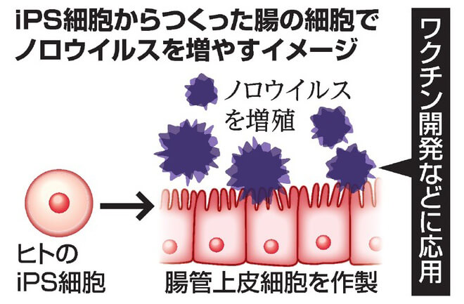 iPS细胞由来的肠道细胞体外增殖诺如病毒