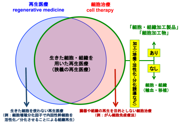 细胞治疗与再生医疗,中日监管大不同(上)