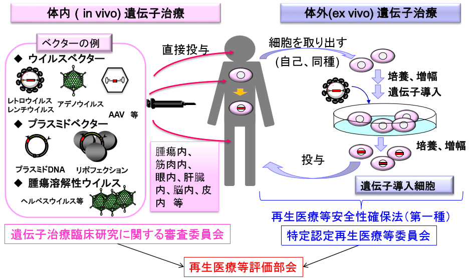 细胞治疗与再生医疗,中日监管大不同(上)