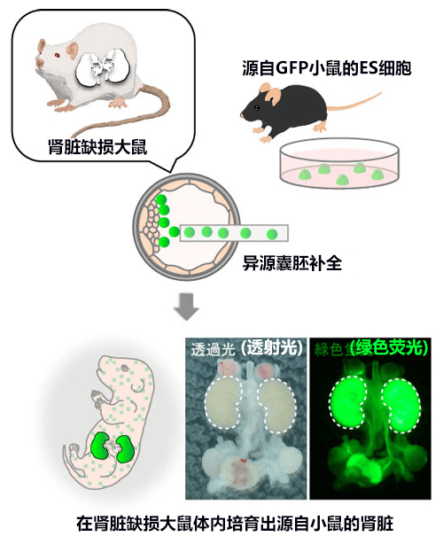 东大等利用小鼠ES细胞成功在大鼠体内培育出肾脏