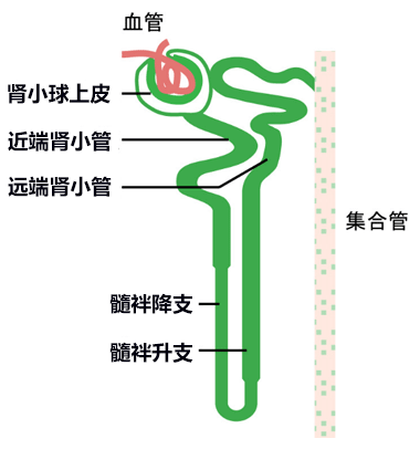 东大等利用小鼠ES细胞成功在大鼠体内培育出肾脏