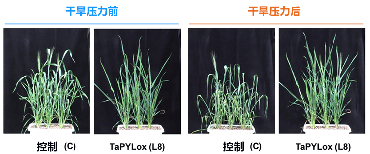 日本宇都宫大学等培育出节水小麦新品种
