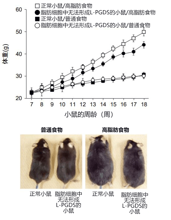 日本发现控制肥胖的酶
