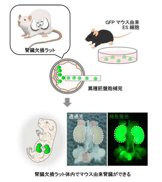 NINS篇：大鼠体内培育出异种肾脏