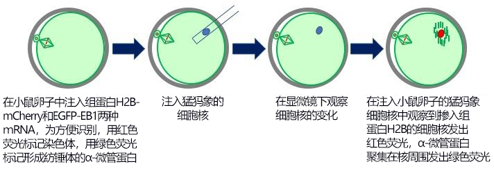 猛犸象的细胞核动了!太古时代DNA再现生命迹象
