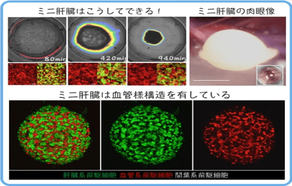 日本iPS细胞研究报告(廿六) 横滨市大篇：肝芽移植临床申请