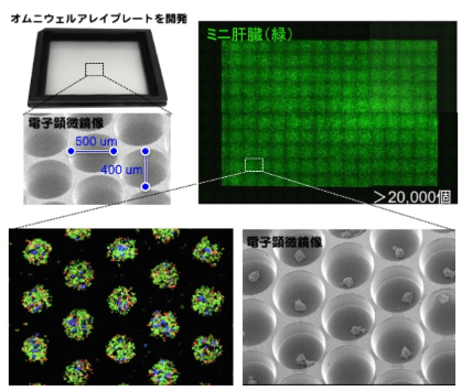 日本iPS细胞研究报告(廿六) 横滨市大篇：肝芽移植临床申请