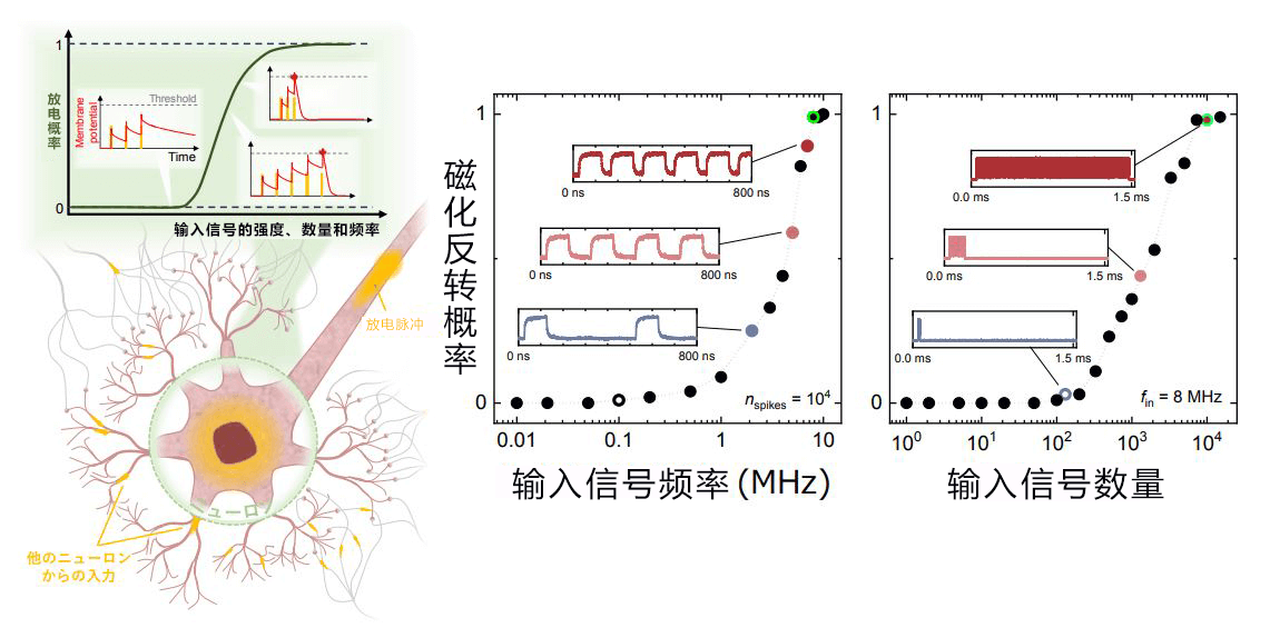 日本东北大学开发出再现神经元和突触动作的自旋电子元件，可自由变化