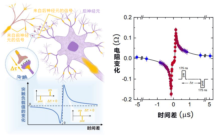 日本东北大学开发出再现神经元和突触动作的自旋电子元件，可自由变化