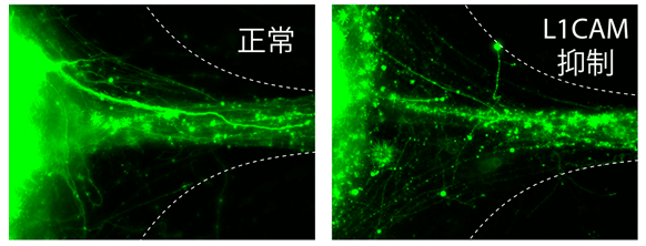 日本iPS细胞研究报告（三十） 东大篇：成功制备人工神经组织