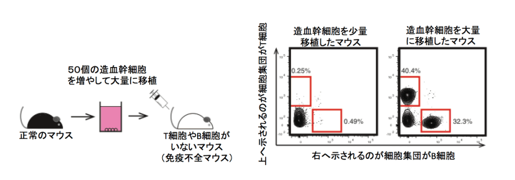 日本iPS细胞研究报告(卅一) 东大篇：“浆糊”培养干细胞成功