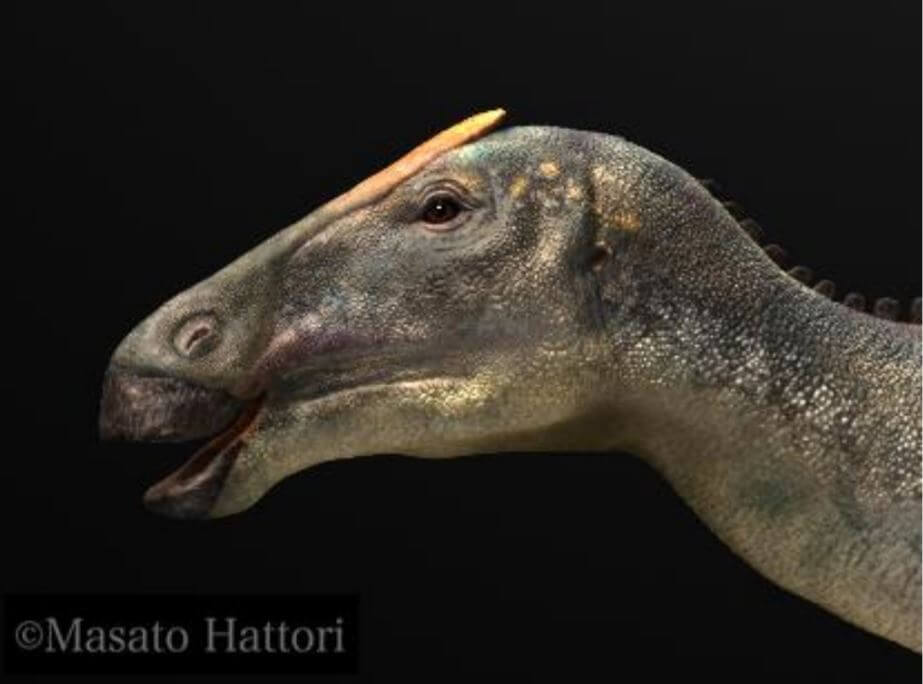 北海道鹉川恐龙被认定为新种，定名 日本神龙