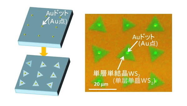 日本查明半导体原子片的新合成机制，有望实现新一代柔性光电子器件
