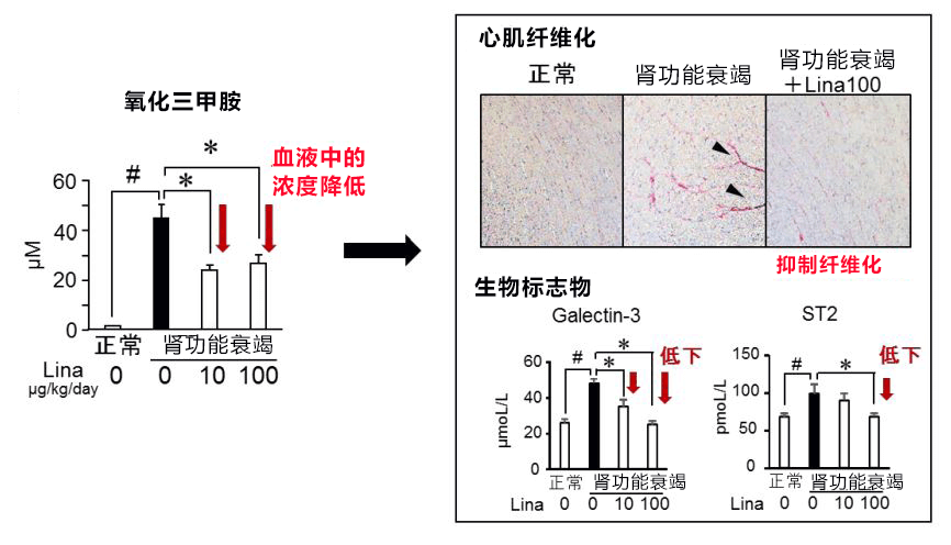 日本东北大学等发现便秘药利那洛肽对肾病也有疗效