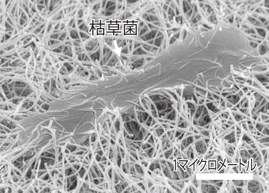 图5：纳米线缠绕微生物的样子（电子显微镜照片）。