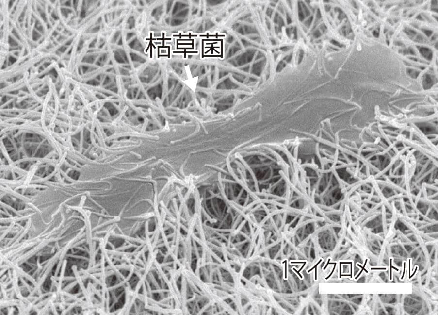 图5:纳米线缠绕微生物的样子(电子显微镜照片).