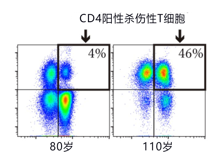 日本发现110岁以上超长寿者携带特殊T细胞