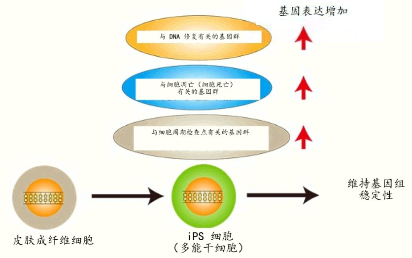 日本发现iPS细胞应对辐射的DNA修复保护机制