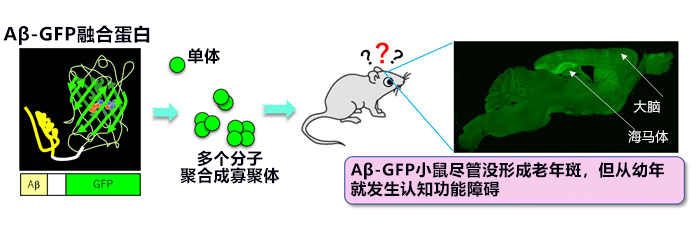 日本培育出呈现阿尔茨海默病早期症状的模式小鼠