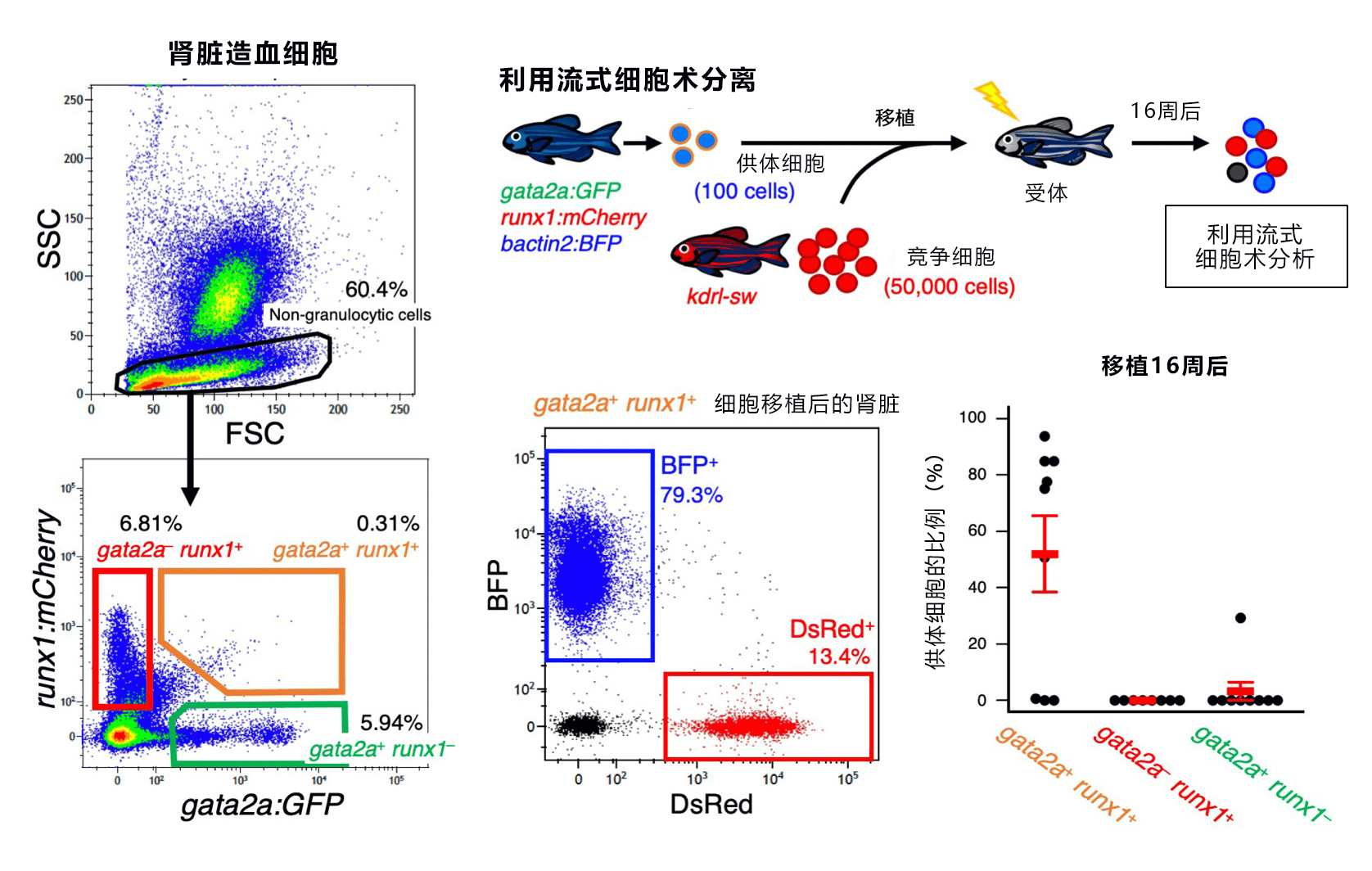 日本金泽大学从斑马鱼肾脏中分离造血干细胞
