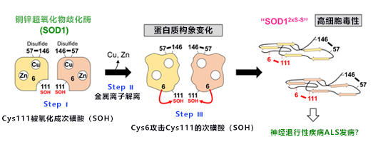 日本发现SOD1高毒性异常结构形成的新机制,有望查清渐冻症发病机理