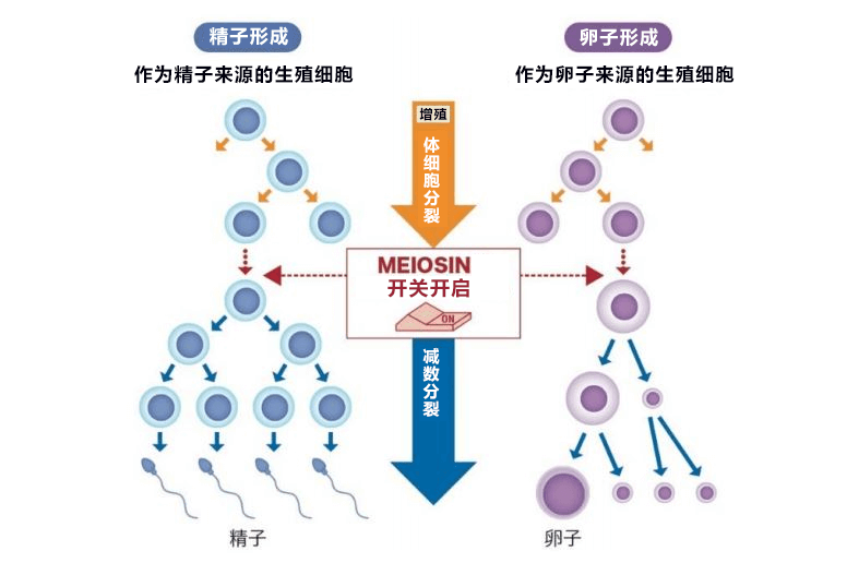 熊本大学发现不孕不育关联基因