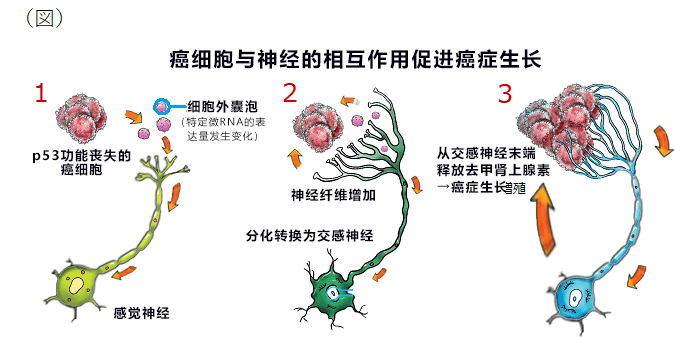 日美合作查清癌细胞与神经的相互作用