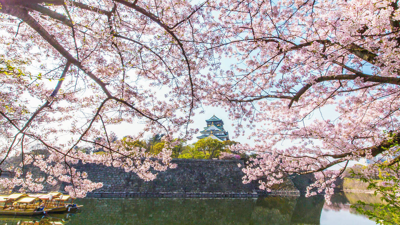 大阪城公园：关西著名赏樱胜地，3000株樱花齐放