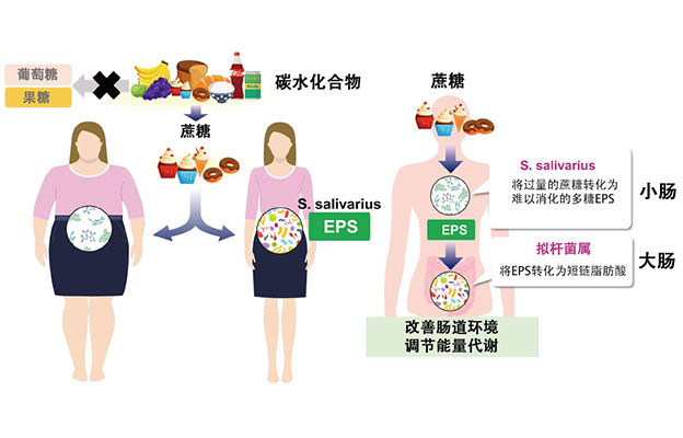 京都大学发现抑制甜食爱好者体重增加的肠道细菌，有望应用于开发肥胖及糖尿病的预防和治疗方法