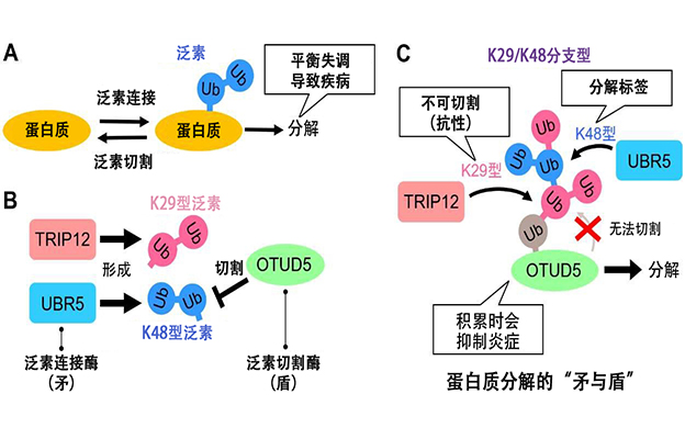 星药科大学等发现蛋白质分解的“矛与盾”：揭示疾病预防酶的博弈机制