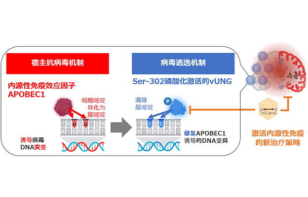 东京大学证实人体内具有抗病毒能力，明确病毒逃逸机制，提出新治疗方案