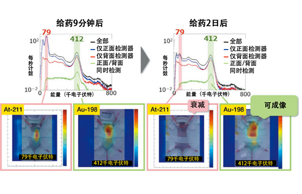 早稻田大学可视化小鼠体内金纳米粒子分布，利于长期追踪药物实现有效的癌症治疗