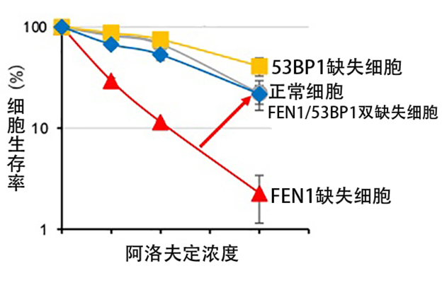 东京都立大学揭示细胞对核苷类似物“阿洛夫定”细胞毒性的抵御机制，有望开发新型抗癌药物