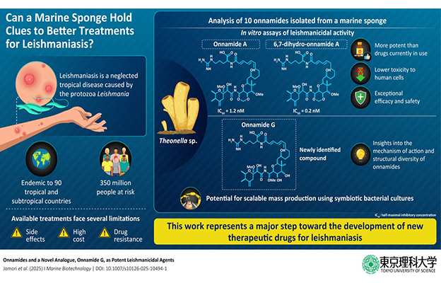 东京理科大学、琉球大学等从冲绳海绵动物中成功分离出强效抗利什曼原虫活性化合物，有望成为利什曼病新型治疗药候选物质