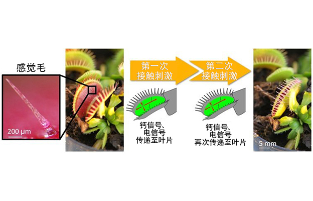 埼玉大学与基础生物学研究所证明：“植物也有感觉”
