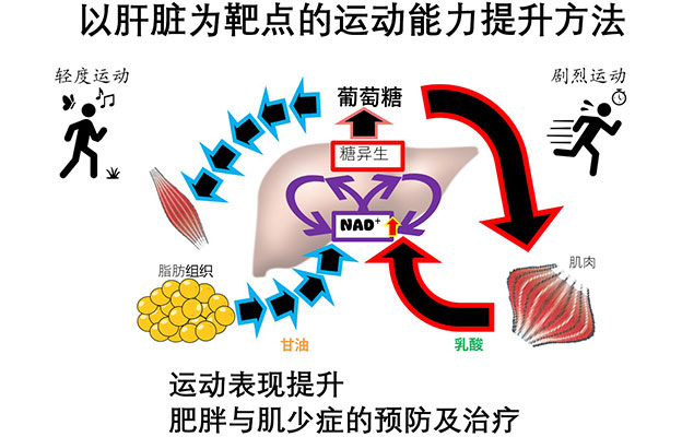 日本东北大学发现肝脏糖异生决定运动能力，提出提高运动耐力的新方法，有望助力防治肥胖与肌少症