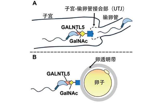 熊本大学发现体内精子与卵子相遇的机制，有助开发男性不育诊断方法以及新型避孕药物