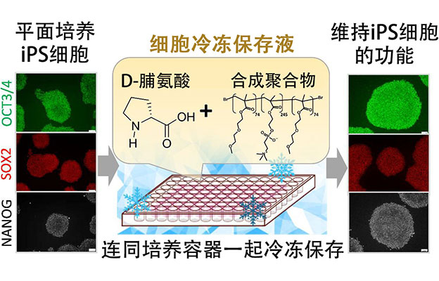 神户大学开发出可冷冻保存整片iPS细胞的保存液，有望加速个性化医疗和药物研发