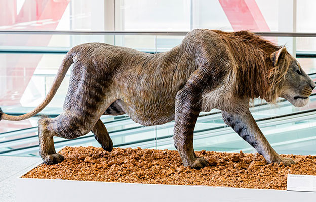 关注：研究发现洞狮曾广泛分布于日本列岛