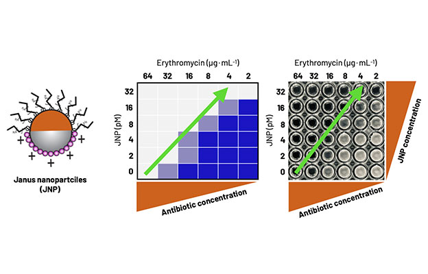 大阪大学产研等利用新开发的雅努斯纳米颗粒恢复抗菌药效，有望解决耐药菌难题
