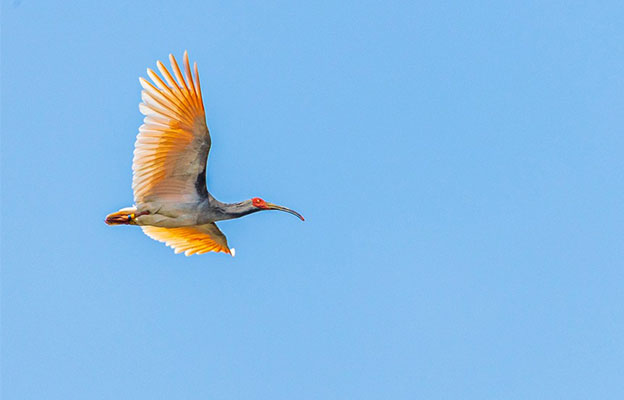 环境省5月底在能登放飞朱鹮 为本州地区首次