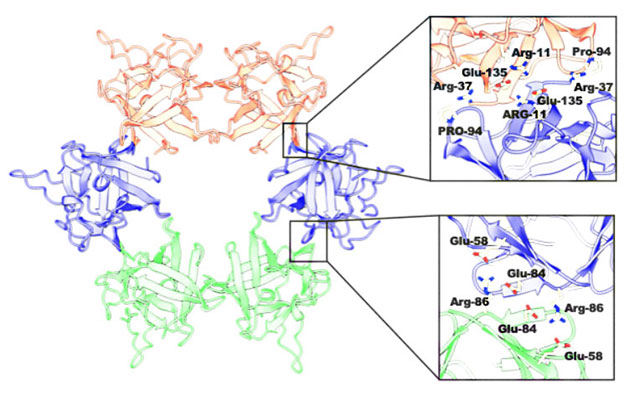 “贝形圆孢侧耳”的中毒原因从原子层面得以解明，横滨市立大学通过电镜解析致病毒素分子发现此前未知的六聚体结构
