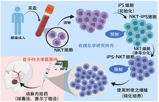 千叶大与理研，由iPS细胞制备的“可预制免疫细胞”有望改变癌症治疗