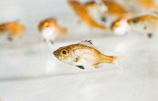 近畿大学实现高级鱼种——喉黑鱼的完全养殖