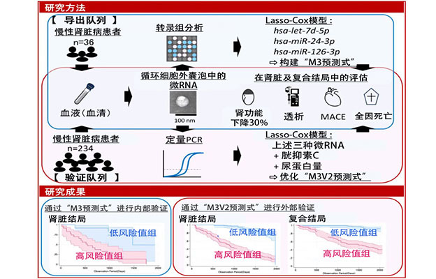 东京科学大学开发出以微RNA含量为指标的慢性肾病与心血管并发症的风险预测新技术