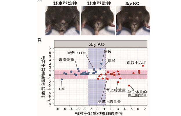 理研：Y染色体上的基因控制体型与脏器重量，对小鼠性差异实现定量数据化