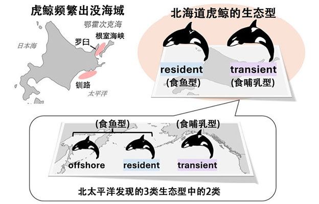 京都大学与北海道大学：北海道虎鲸分为食鱼型与食哺乳型2种生态型