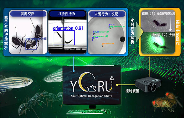 名古屋大学开发AI工具，解析生物复杂行为