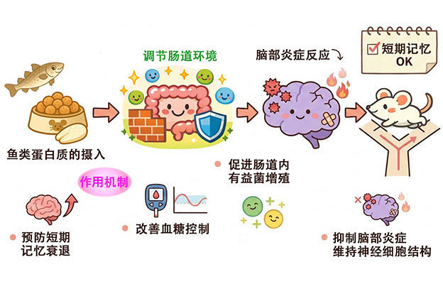 鱼类蛋白质可预防衰老导致的短期记忆衰退，通过改善肠道环境抑制脑部炎症