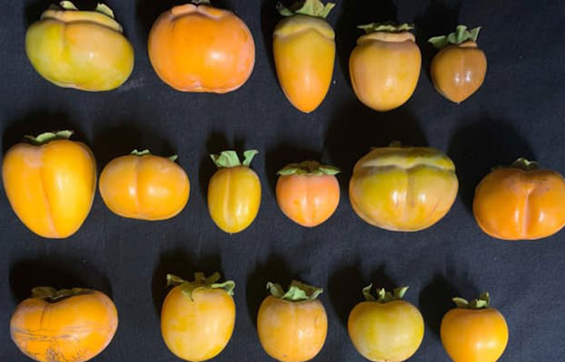 京都大学等通过三维解析揭示果实形状的形成机制，有望催生新型栽培技术